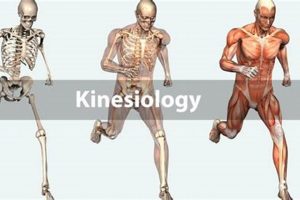 California's Elite Kinesiology Schools: A Comprehensive Guide to Top Programs School Finder US: Find the Best Schools Near You – Compare & Explore Now California's Elite Kinesiology Schools: A Comprehensive Guide to Top Programs | School Finder US: Find the Best Schools Near You – Compare & Explore Now